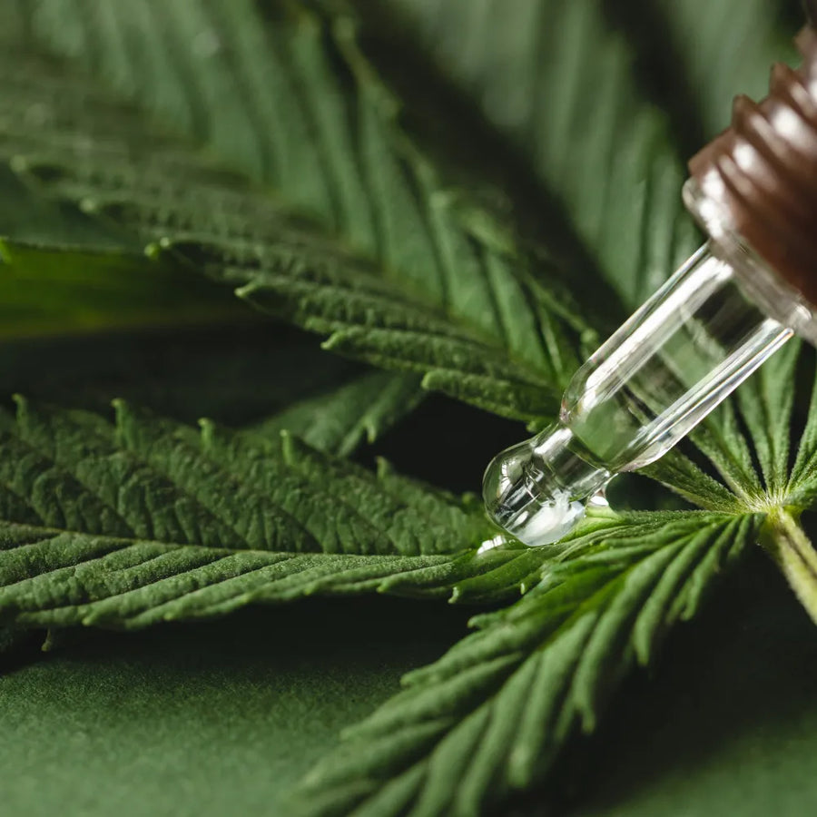 Cannabisolie