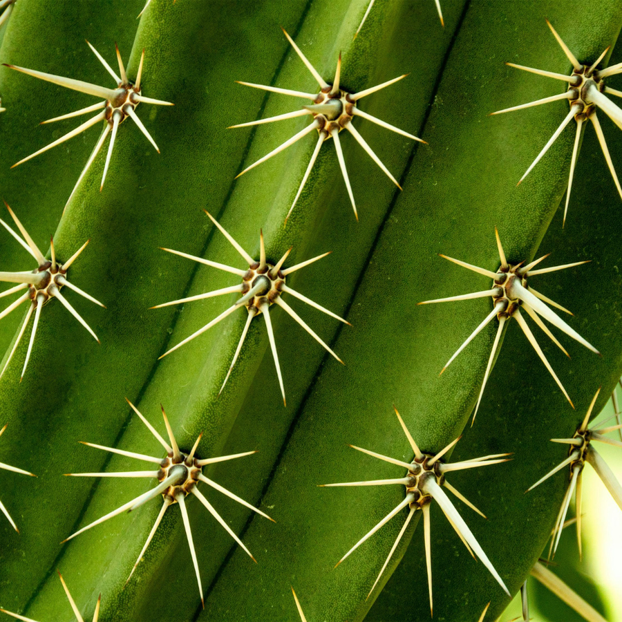 Cactusolie