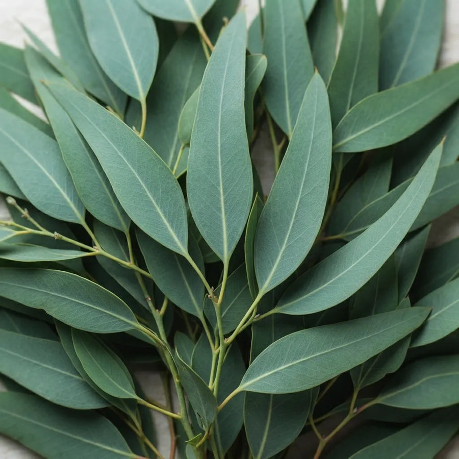 Eucalyptusolie