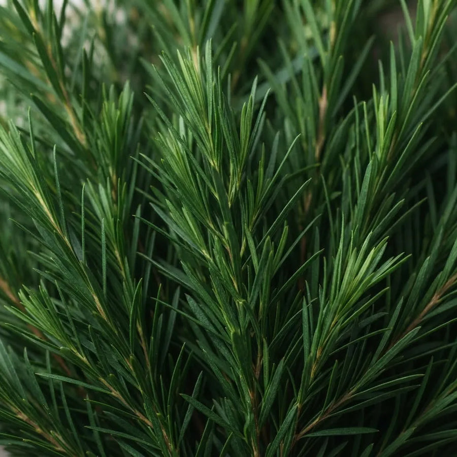 Tea tree-olie